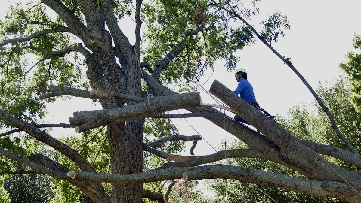 Professional Crown Thinning performed by certified arborists in Old Washington