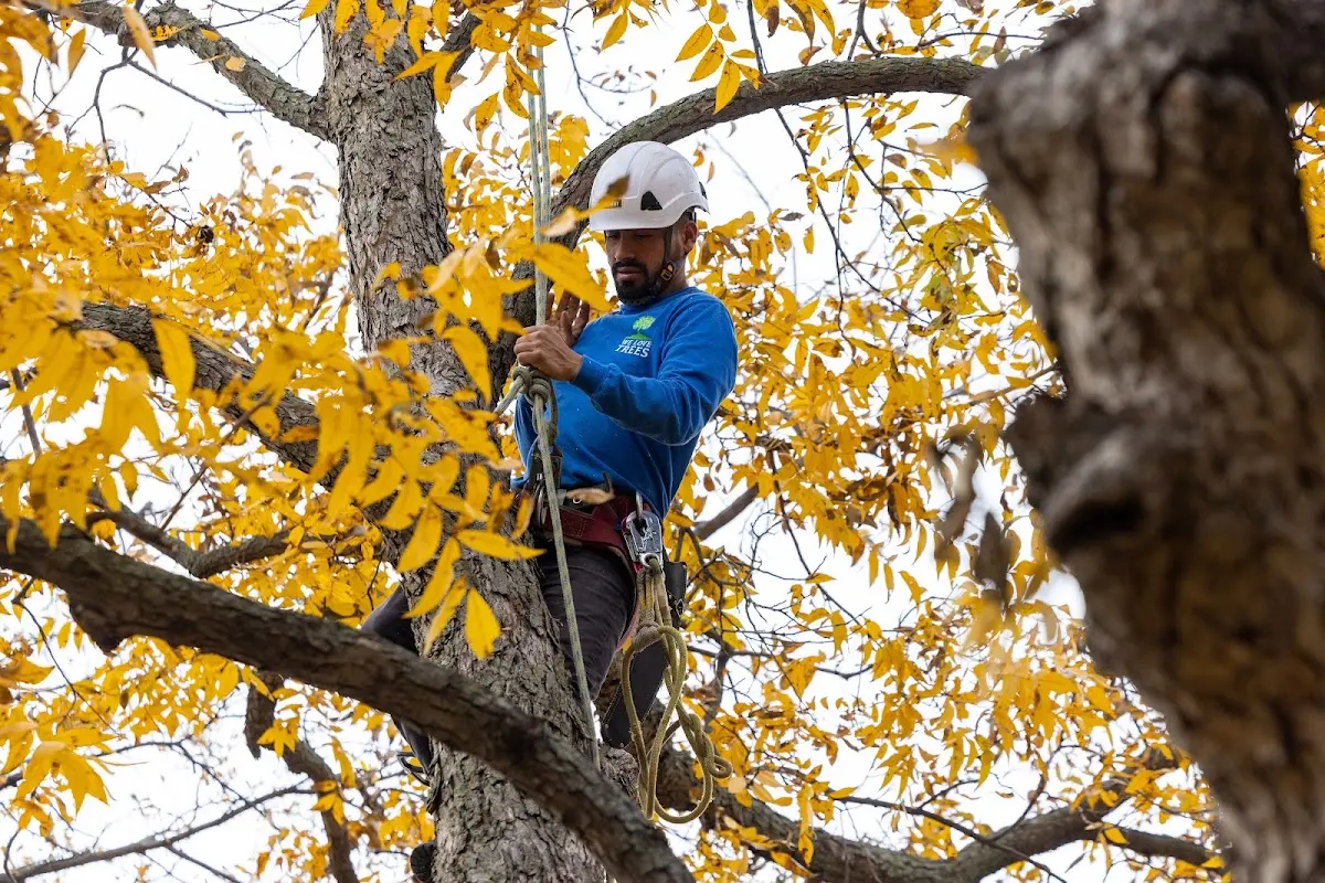 Skilled Tree Planing crew working in Old Washington