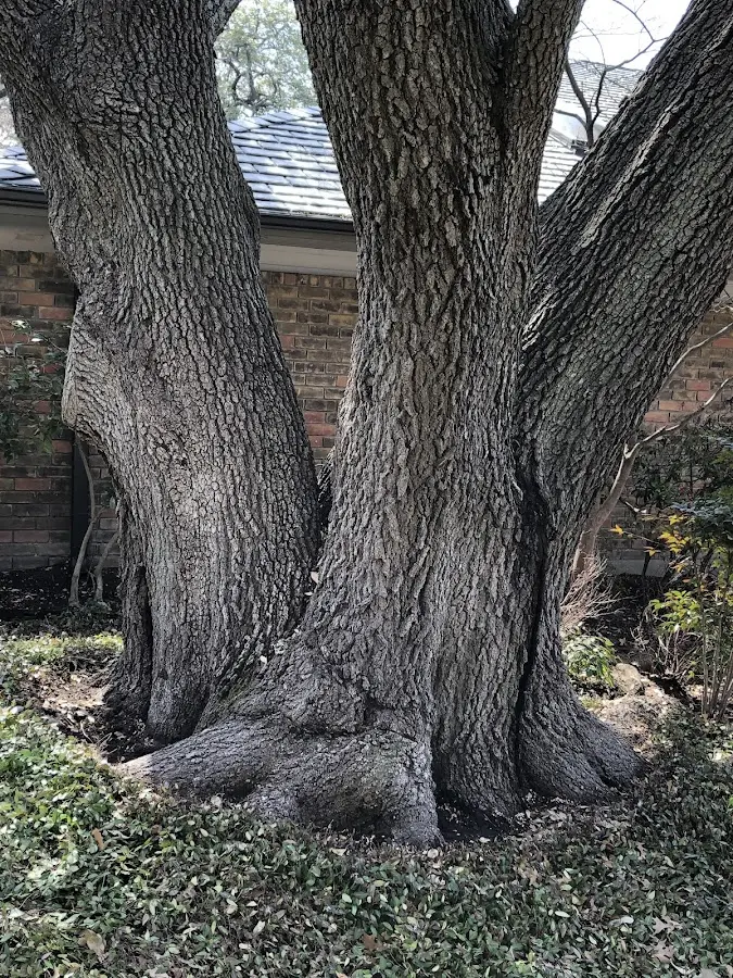 Mature heritage tree close to a Old Washington property cared for by certified arborists