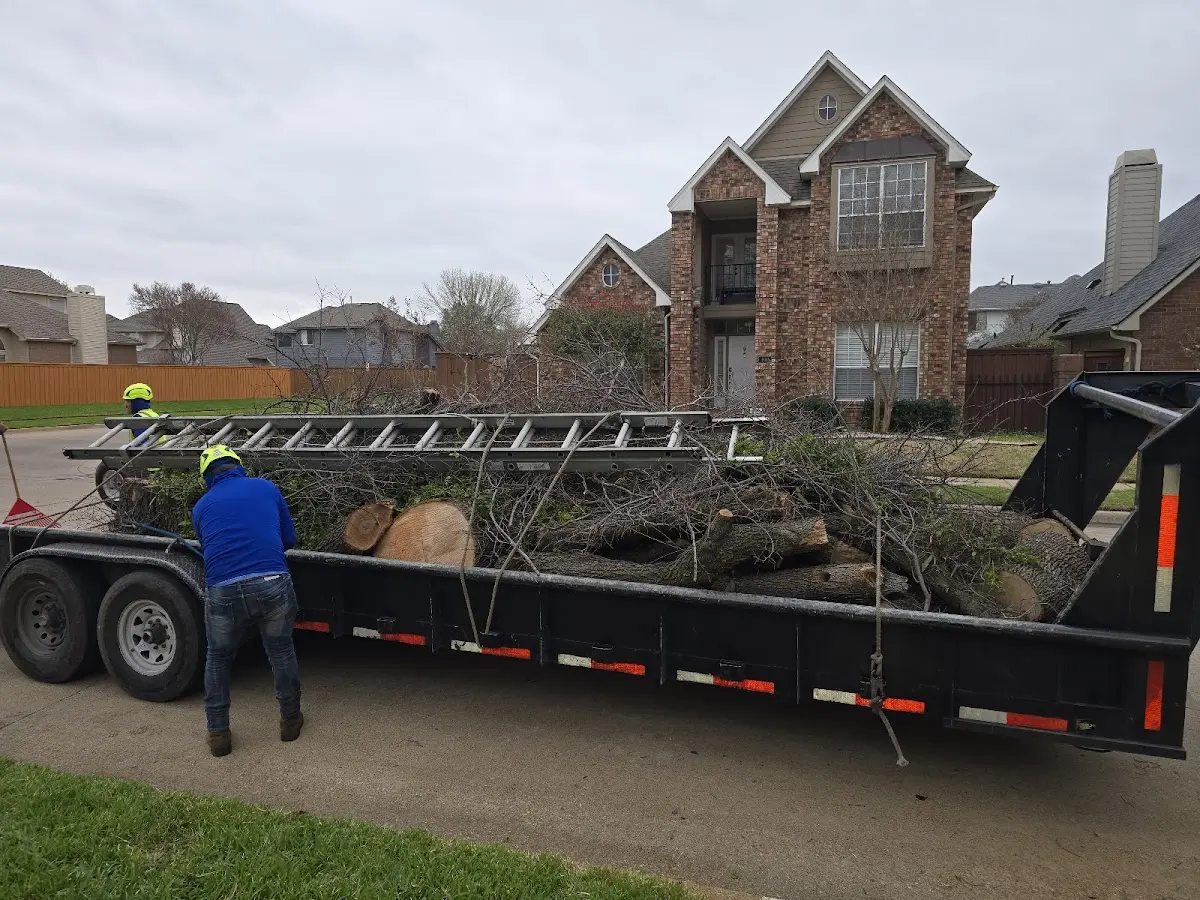Expert Tree Removal with proper safety equipment in Old Washington